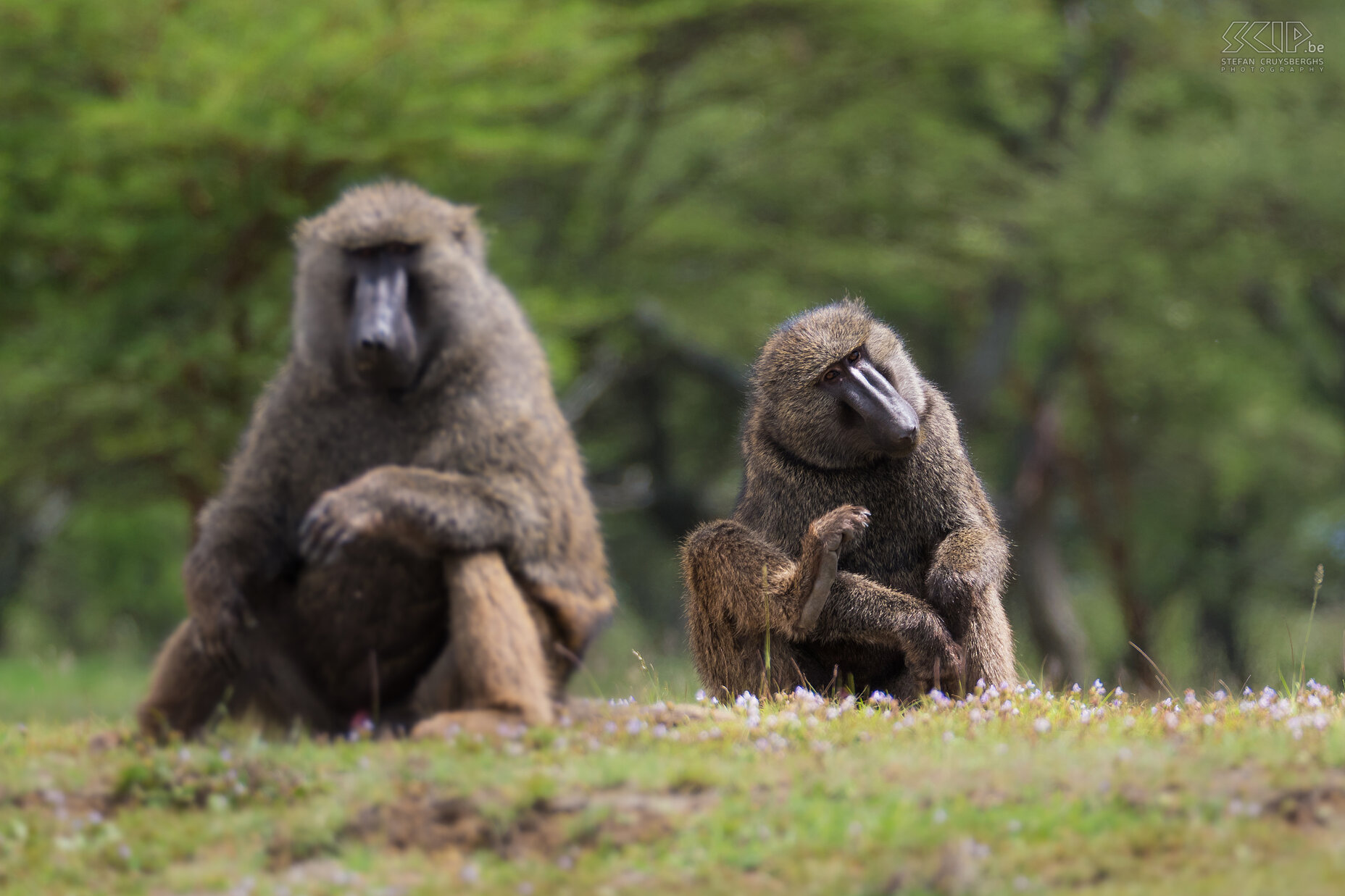 Bulbula Cliffs - Anubisbaviaan Terwijl we picknickten aan de Bulbula Cliffs kwam er een groep Anubisbavianen oftewel groene bavianen (Olive baboon, Papio anubis) dichterbij. De groene baviaan is een grote sterke apensoort en een omnivore opportunist. Hij eet vooral gras, wortels, bladeren en fruit, maar ook insecten en kleine gewervelde dieren. Stefan Cruysberghs